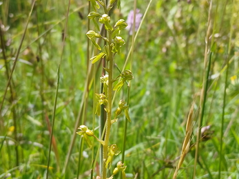 Common twayblade orchid at Noar Hill