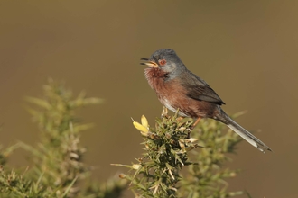Dartford warbler