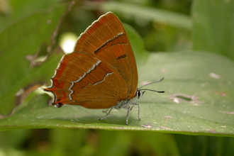 Brown hairstreak butterfly