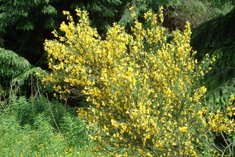 Broom