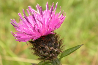 Common Knapweed