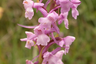 Common Fragrant-orchid