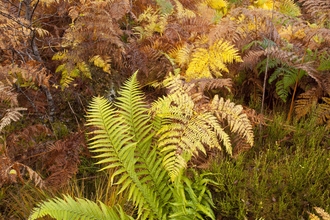 Male-fern