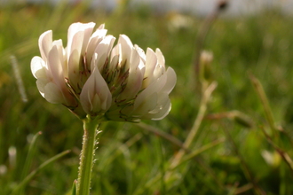 White Clover
