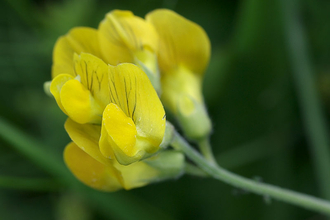 Meadow Vetchling