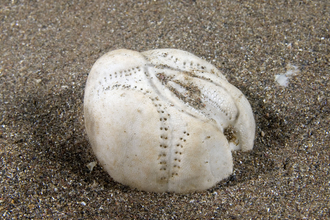 Sea potato shell