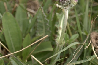 Meadow thistle