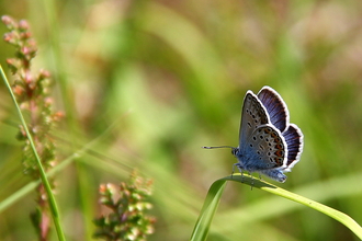 Silver Studded Blue Butterfly