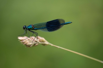 Banded Demoiselle