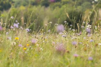 Chalk meadow