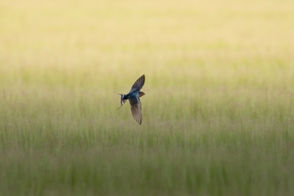 swallow at a BNG site in the New Forest