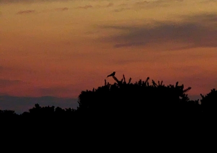 Nightjar Silhouette  