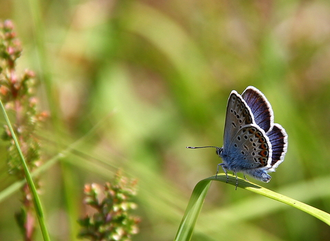 Silver Studded Blue Butterfly