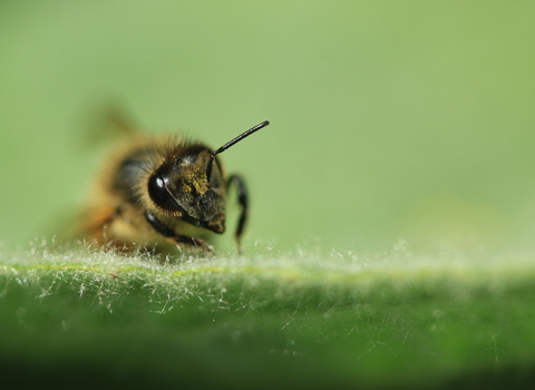 Bee at Little Duxmore