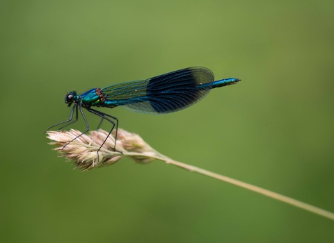 Banded Demoiselle