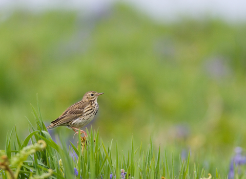Meadow Pipit 