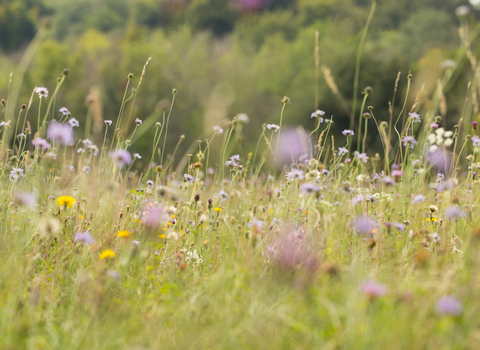 Chalk meadow