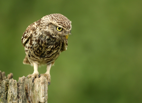 A little owl